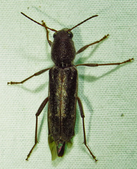Xylotrechus sagittatus