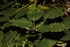 Rubus armeniacus