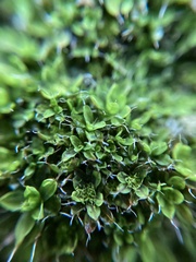 Syntrichia laevipila