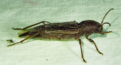 Xylotrechus sagittatus