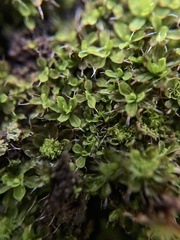 Syntrichia laevipila