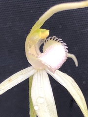 Caladenia fulva
