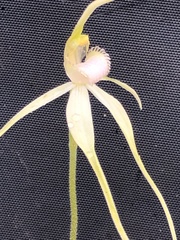 Caladenia fulva