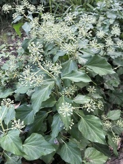 Hedera helix