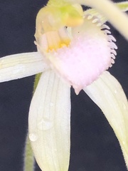 Caladenia fulva