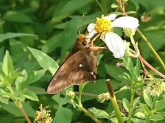 Hasora badra