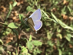 Polyommatus icarus