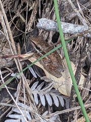 Litoria adelaidensis