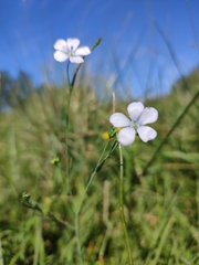 Linum usitatissimum