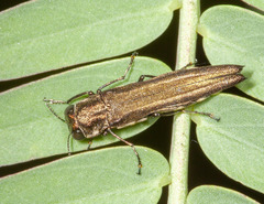 Agrilus