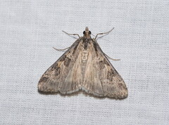 Nomophila corticalis
