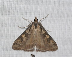 Nomophila corticalis