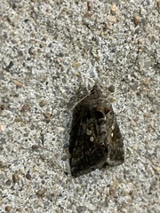 Chrysodeixis includens