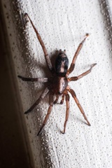 Herpyllinae
