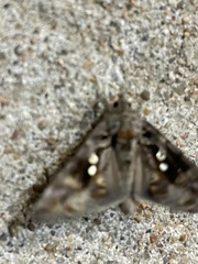 Chrysodeixis includens