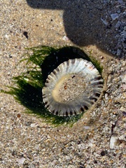 Cellana tramoserica