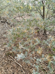 Acacia podalyriifolia