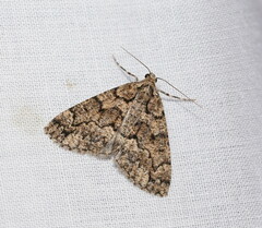 Lipogya exprimataria