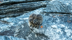 Procavia capensis