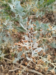 Acacia podalyriifolia