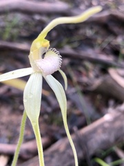 Caladenia fulva