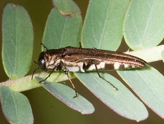 Agrilus