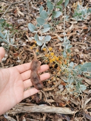 Acacia podalyriifolia
