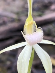 Caladenia fulva