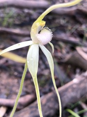 Caladenia fulva