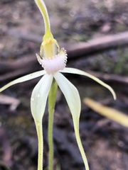 Caladenia fulva
