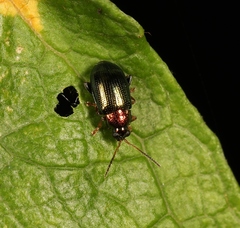 Crepidodera aurata