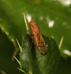 Opomyza florum