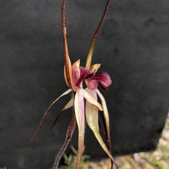 Caladenia fulva