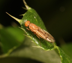 Opomyza florum