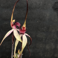Caladenia fulva