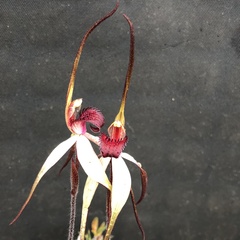 Caladenia fulva
