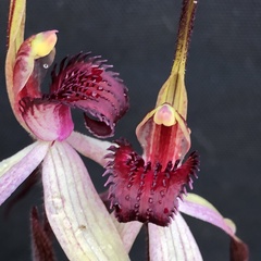 Caladenia fulva