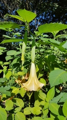 Brugmansia