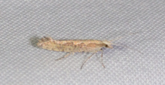 Plutella xylostella