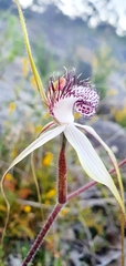 Caladenia longicauda