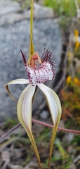 Caladenia longicauda