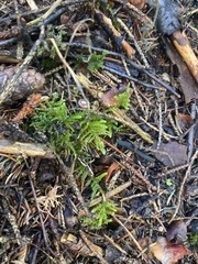 Eurhynchium angustirete