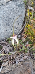 Caladenia longicauda