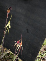 Caladenia fulva