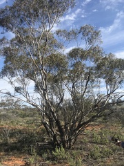 Eucalyptus gracilis
