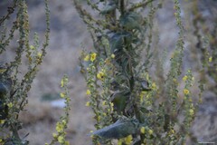 Verbascum pulverulentum