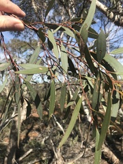 Eucalyptus gracilis