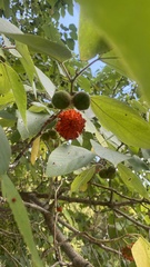 Broussonetia papyrifera