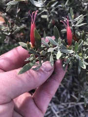Eremophila glabra