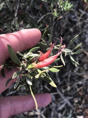 Eremophila glabra